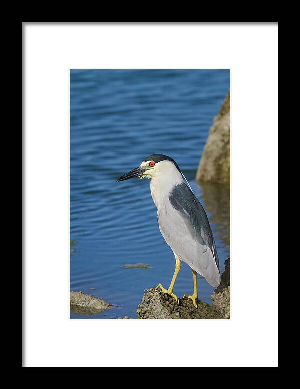 Mark Miller Photos Framed Print featuring the photograph Black-crowned Night Heron by Mark Miller