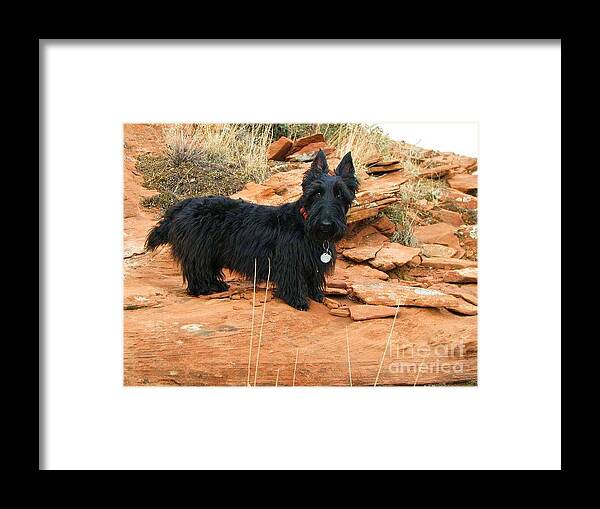 Scottish Terrier Framed Print featuring the photograph Black Dog Red Rock by Michele Penner