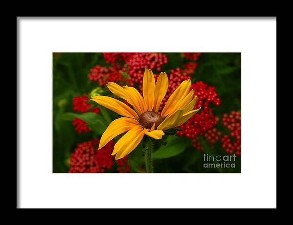 Blackeyed Susan Framed Print featuring the photograph Black-eyed Susan and Yarrow by Steve Augustin