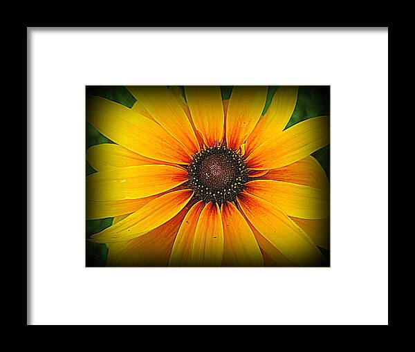 Black Eyed Susan Framed Print featuring the photograph 'Black Eyed Susan' by Suzanne DeGeorge