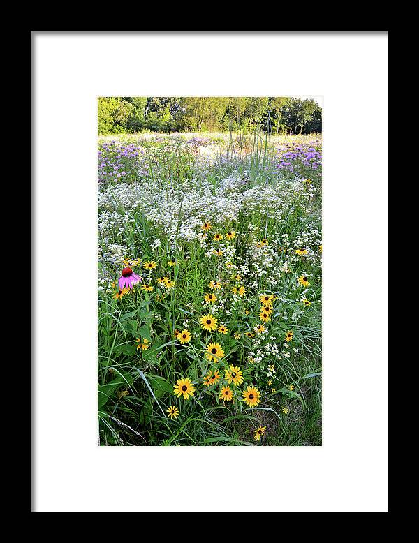 Mchenry County Conservation District Framed Print featuring the photograph Black Eyed Susans and Company by Ray Mathis