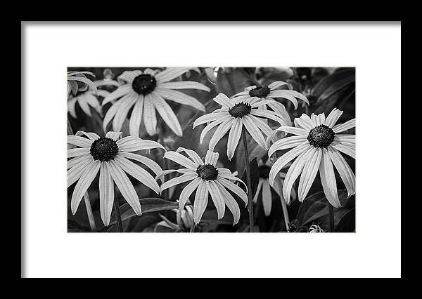 Black Eyed Susan's In Black And White Framed Print featuring the photograph Black Eyed Susan's in Black and White by Susan McMenamin