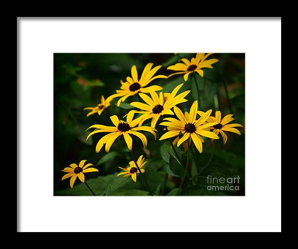 Black Eyed Susans In The Garden Shadows Framed Print featuring the photograph Black Eyed Susans In The Garden Shadows by Dorothy Lee