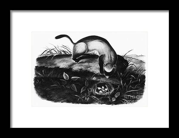1846 Framed Print featuring the photograph Black-footed Ferret by Granger