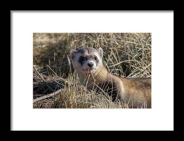Ferret Framed Print featuring the photograph Black-footed Ferret Up Close by Tony Hake