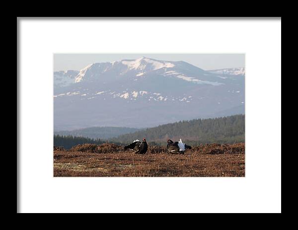 Black Grouse Framed Print featuring the photograph Black Grouse Mountains by Pete Walkden