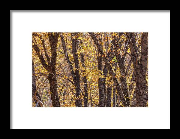 Quercus Kelloggii Framed Print featuring the photograph Black Oaks by Jonathan Nguyen