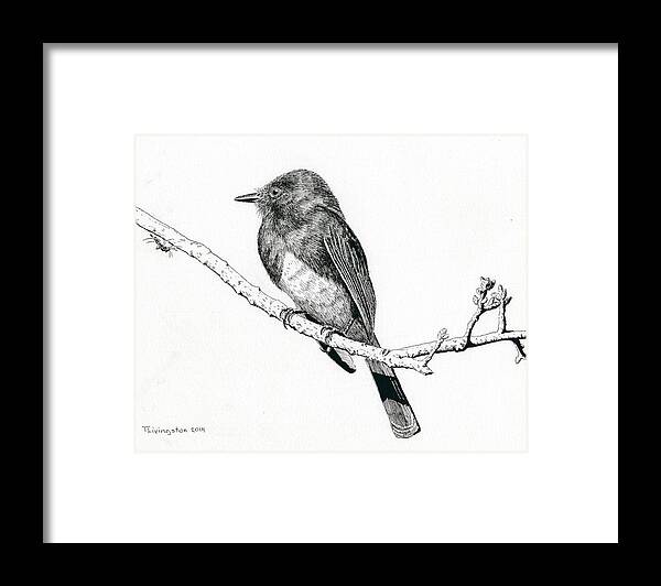 Phoebe Framed Print featuring the drawing Black Phoebe by Timothy Livingston