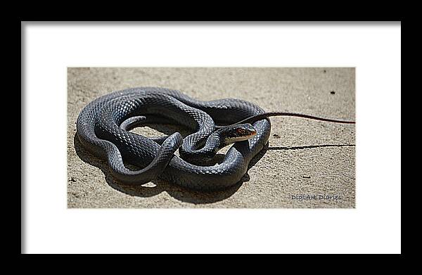 Snake Framed Print featuring the digital art Black Racer by DigiArt Diaries by Vicky B Fuller