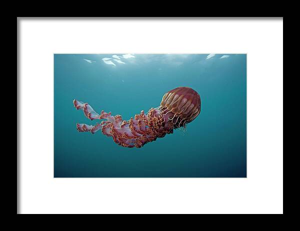 Mp Framed Print featuring the photograph Black Sea Nettle Chrysaora Achlyos by Richard Herrmann