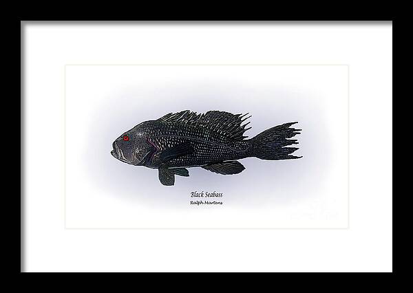 Black Seabass Framed Print featuring the painting Black Seabass by Ralph Martens
