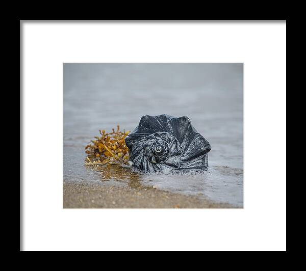 Seashell Framed Print featuring the photograph Black Shell by Cyndi Goetcheus Sarfan