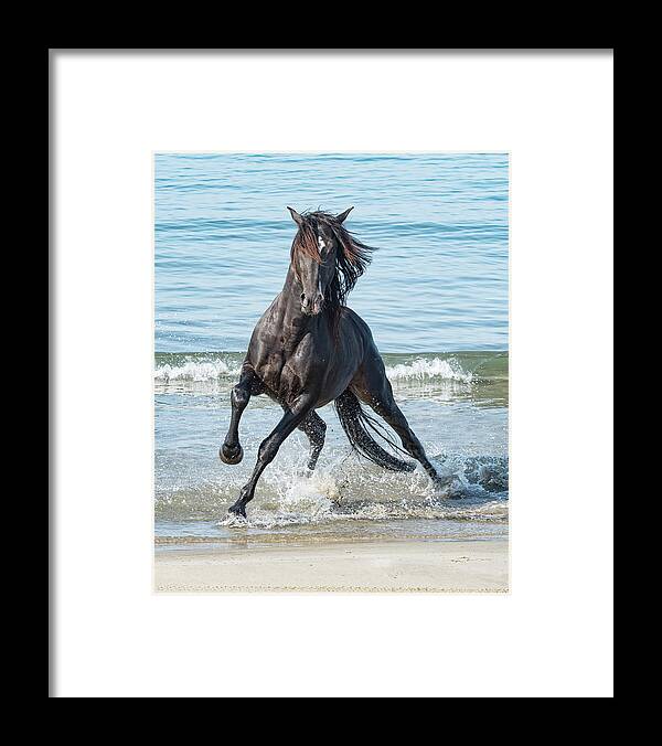Horse Framed Print featuring the photograph Black Stallion by Wade Aiken