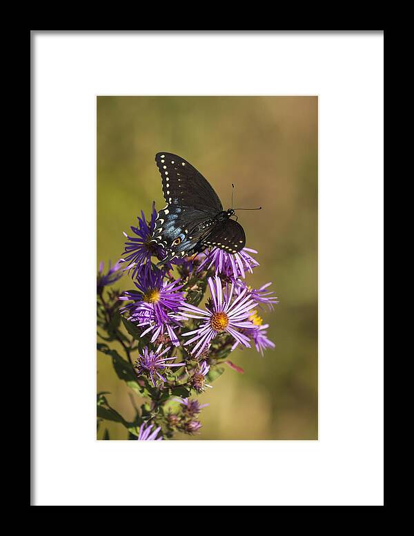 Black Swallowtail Framed Print featuring the photograph Black Swallowtail and Aster 2013-1 by Thomas Young