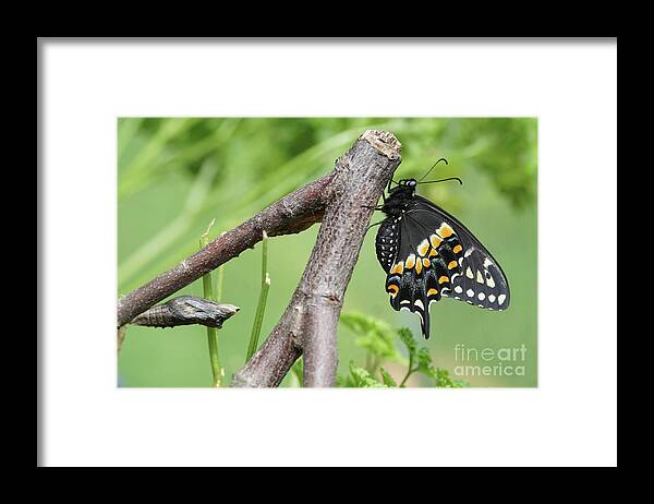 Black Swallowtail Framed Print featuring the photograph Black Swallowtail and Chrysalis by Robert E Alter Reflections of Infinity
