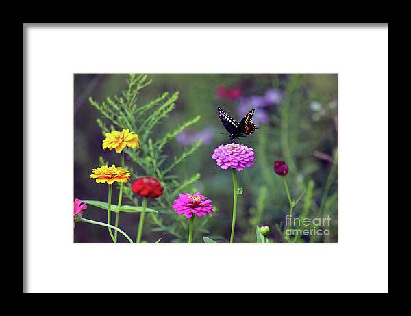 Butterfly Framed Print featuring the photograph Black Swallowtail Butterfly in August by Karen Adams