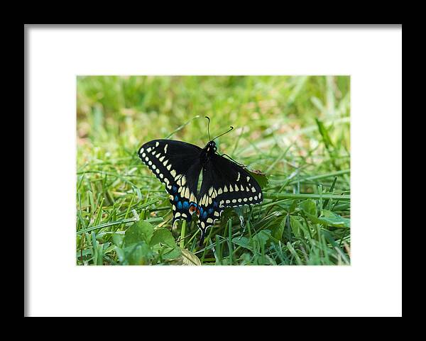 Black Swallowtail Butterfly Framed Print featuring the photograph Black Swallowtail Butterfly by Holden The Moment