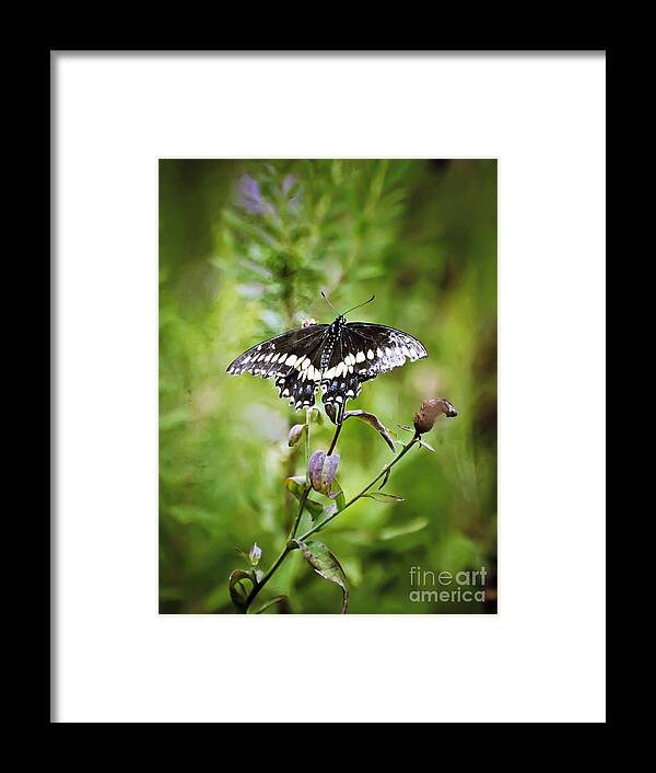 Black Swallowtail Butterfly Framed Print featuring the photograph Black Swallowtail Butterfly by Kerri Farley