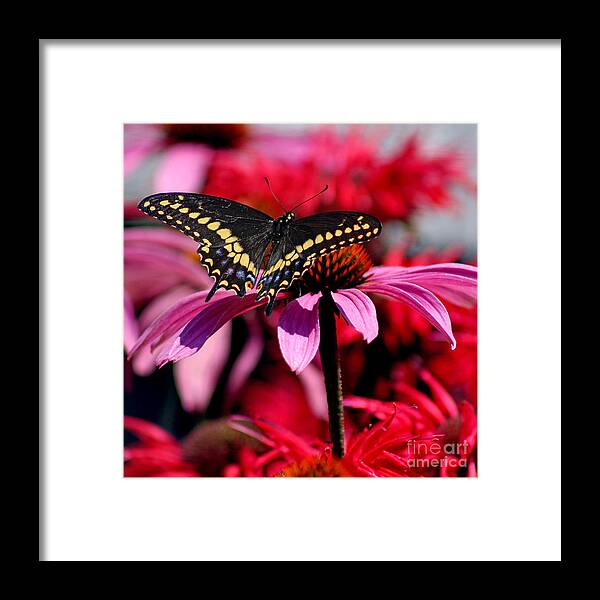 Insect Framed Print featuring the photograph Black Swallowtail Butterfly on Coneflower Square by Karen Adams