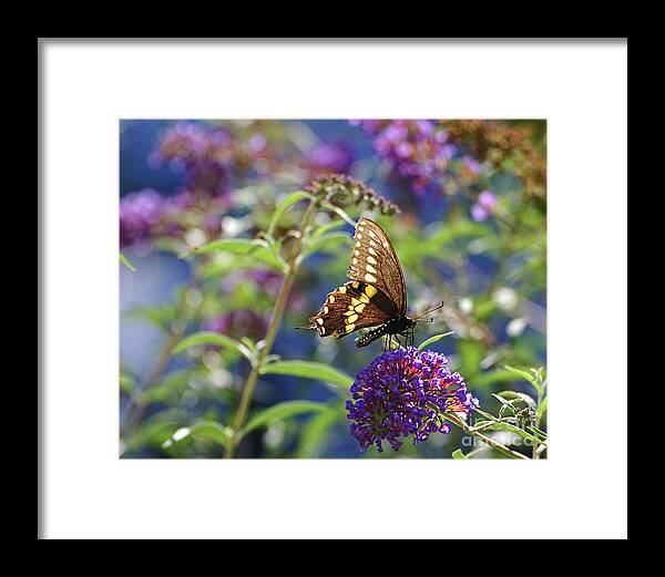 Butterfly Framed Print featuring the photograph Black Swallowtail Glow by Edward Sobuta