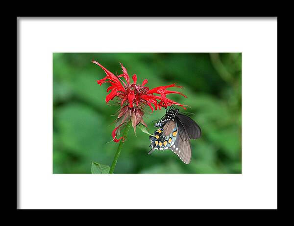 Black Swallowtail Framed Print featuring the photograph Black Swallowtail on Bee Balm by Alan Lenk