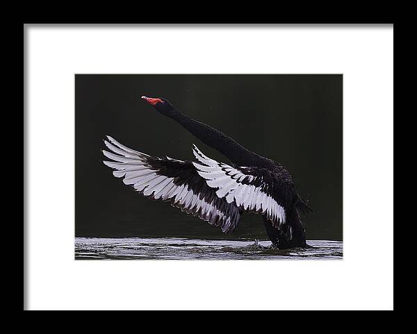 Swan Framed Print featuring the photograph Black Swan by C.s.tjandra