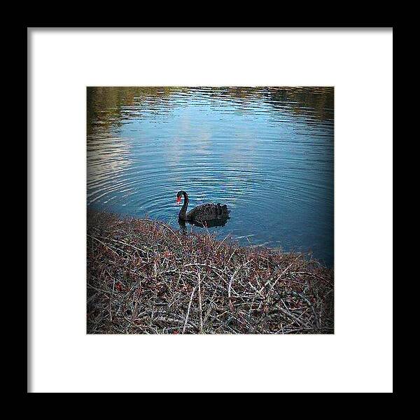 Black Swan Framed Print featuring the photograph Black Swan by Sinead Jason 