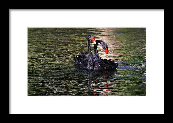 Black Swan Framed Print featuring the photograph Black Swans II by Carol Montoya