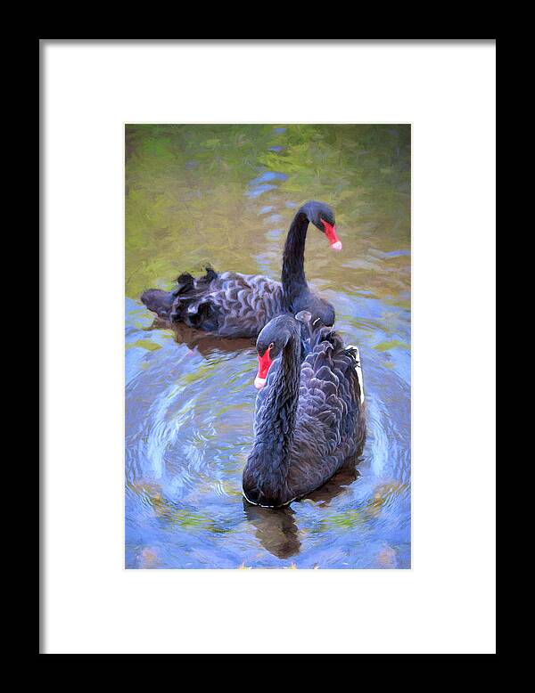 Swan Framed Print featuring the photograph Black Swans by Susan Rissi Tregoning