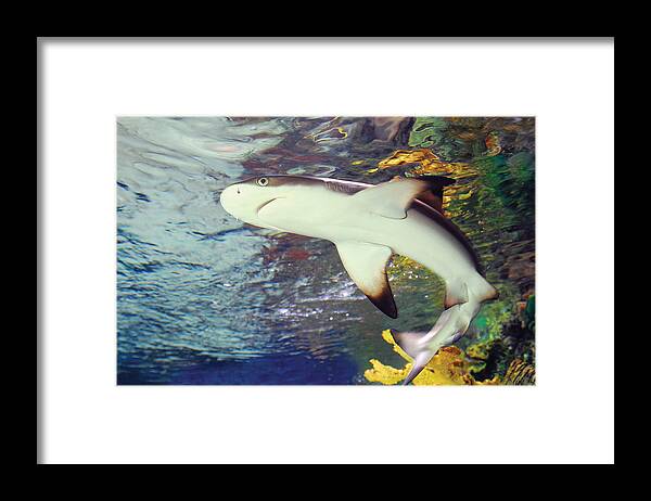 Shark Black Tipped Reef Framed Print featuring the photograph Black Tipped Reef Shark-1 by Steve Somerville