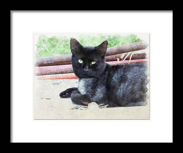 Cat Framed Print featuring the photograph Black to Silver by Cathy Harper