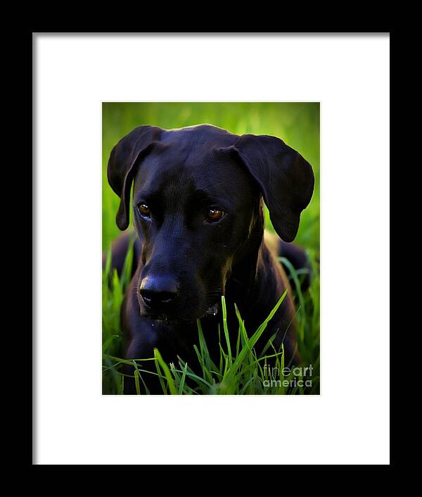 Black Dog Framed Print featuring the photograph Black Velvet by Clare Bevan