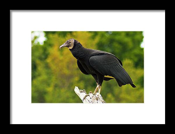 Vulture Framed Print featuring the photograph Black Vulture by Bill Barber