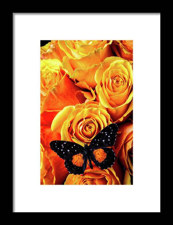 Rose Framed Print featuring the photograph Black Winged Butterfly by Garry Gay