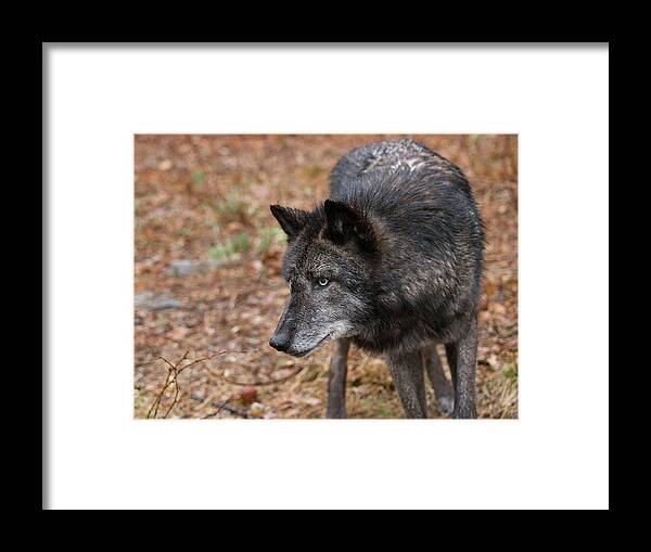 Abstract Framed Print featuring the photograph Black Wolf by Jim DeLillo
