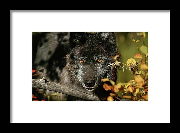 Wolf Framed Print featuring the photograph Black Wolf by Ronnie And Frances Howard