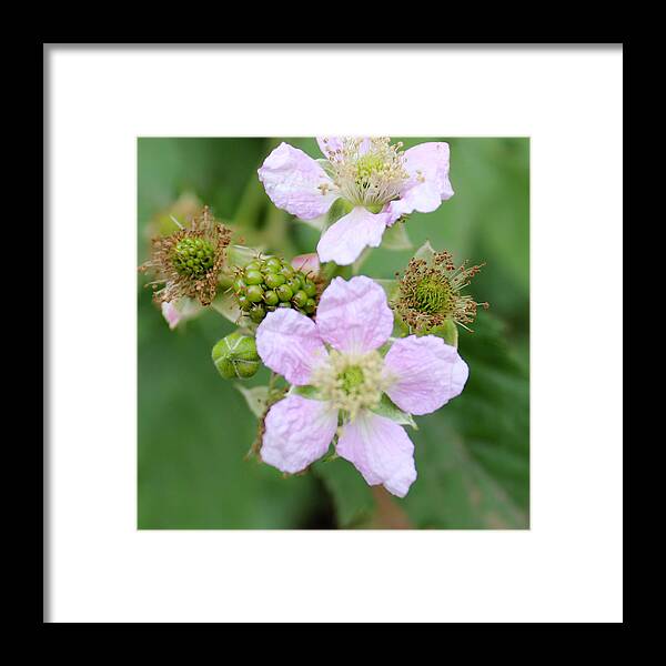 Beauty Framed Print featuring the photograph Blackberry flowers,close-up by Robert Edmanson-Harrison