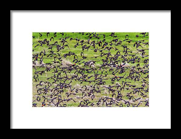 California Framed Print featuring the photograph Blackbird Flight by Marc Crumpler