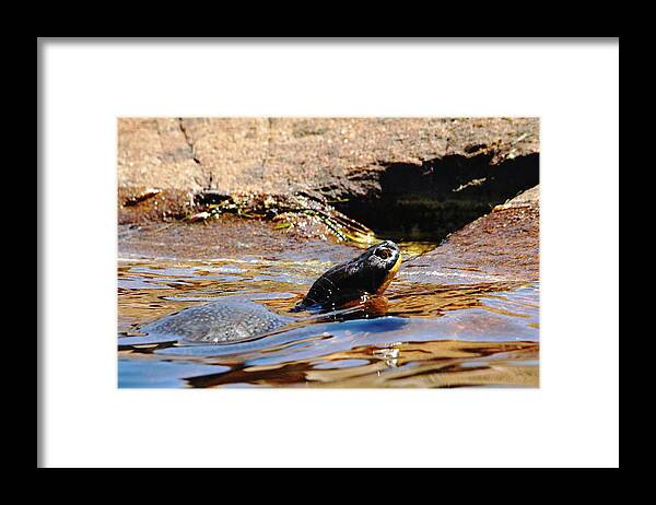 Blanding's Turtle Framed Print featuring the photograph Blanding's Turtle by Debbie Oppermann