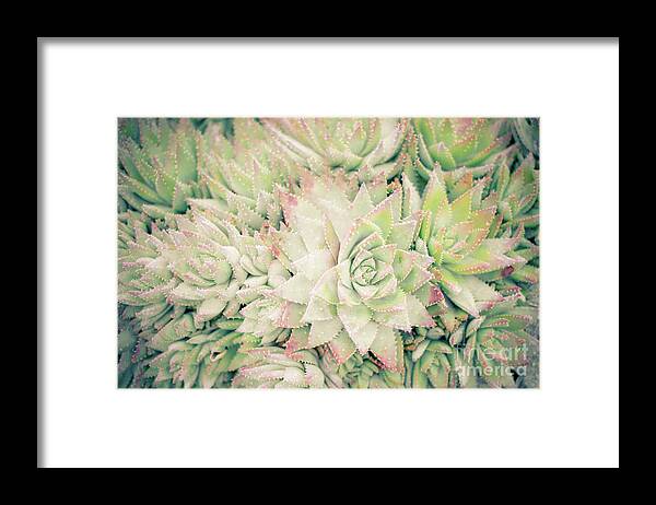 Plants Framed Print featuring the photograph Blanket of Succulents by Ana V Ramirez