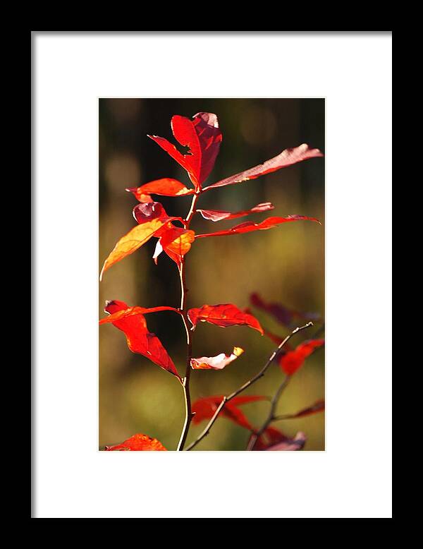 Foliage Framed Print featuring the photograph Blazing fire by Lori Mellen-Pagliaro