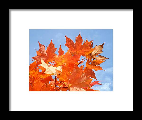 Fall Framed Print featuring the photograph Blazing Maple by Barbara Von Pagel