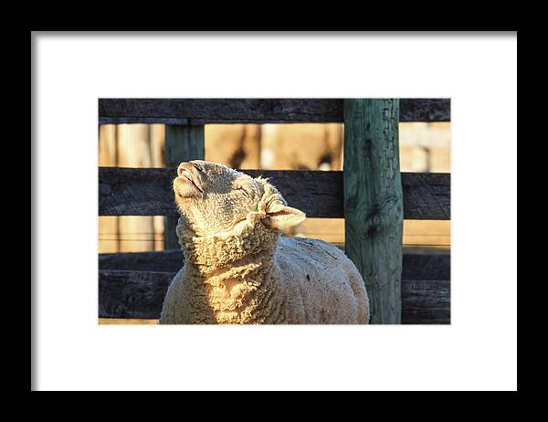 Farm Framed Print featuring the photograph Bleating Sheep by Joni Eskridge