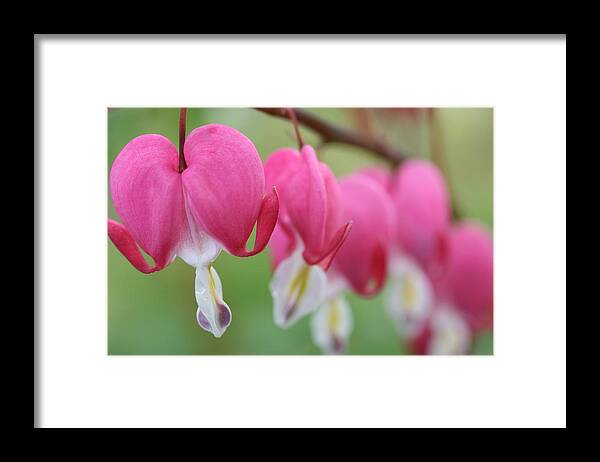 Betsy Lamere Framed Print featuring the photograph Bleeding Heart by Betsy LaMere