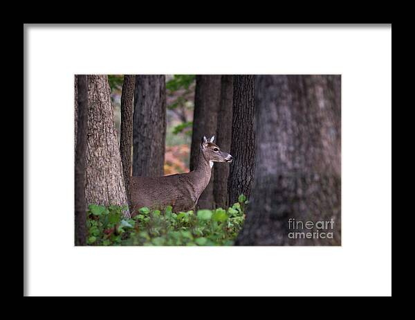 Deer Framed Print featuring the photograph Blending In by Andrea Silies