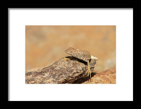 Arizona Framed Print featuring the photograph Blending In by Jen Manganello