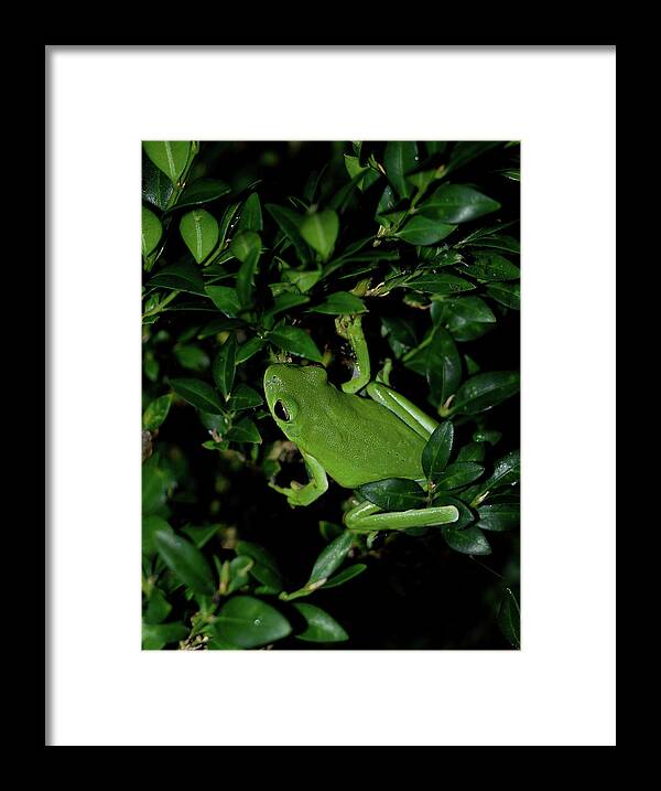 Frog Framed Print featuring the photograph Blending In by Karen Harrison Brown