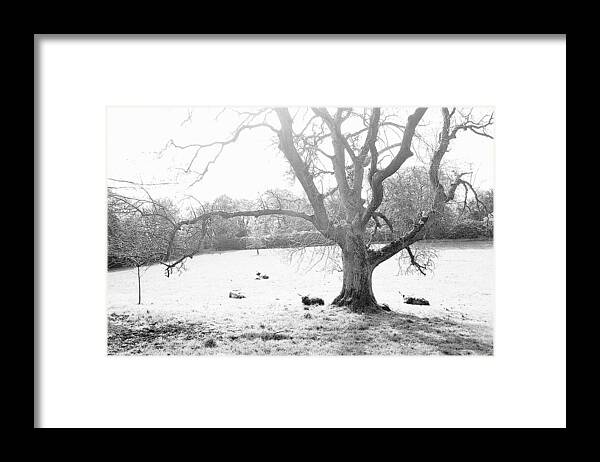 Tree Framed Print featuring the photograph Blessed by HweeYen Ong