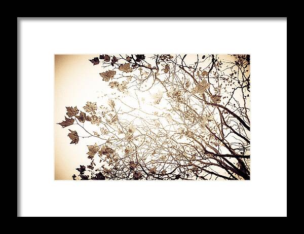 Tree Framed Print featuring the photograph Blinding Sun by Lora Lee Chapman