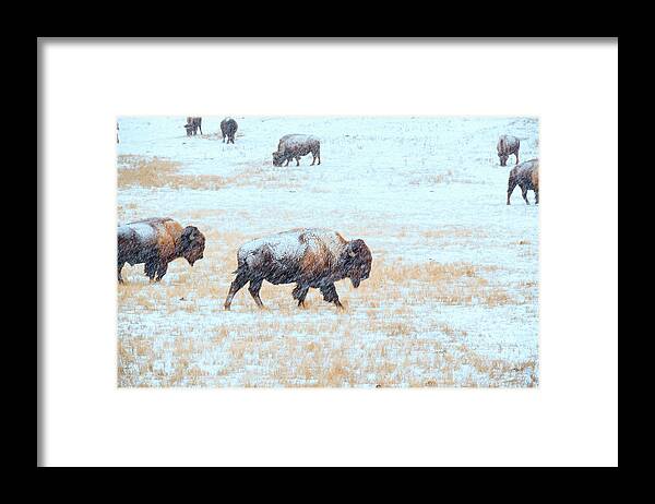 Buffalo Framed Print featuring the photograph Blizzard by Derald Gross